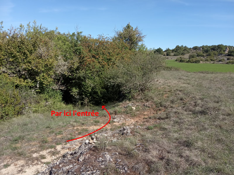 Et là, grand plongeon dans la chlorophylle